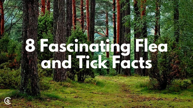 Cedarcide Blog Post Image, 8 Fascinating Flea and Tick Facts