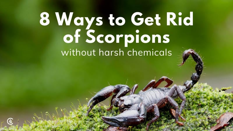 Cedarcide Blog Post Image, 8 Ways to Get Rid of Scorpions Without Harsh Chemicals