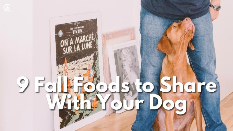 Cedarcide Blog Post Image, 9 Fall Foods You Can Share With Your Dog