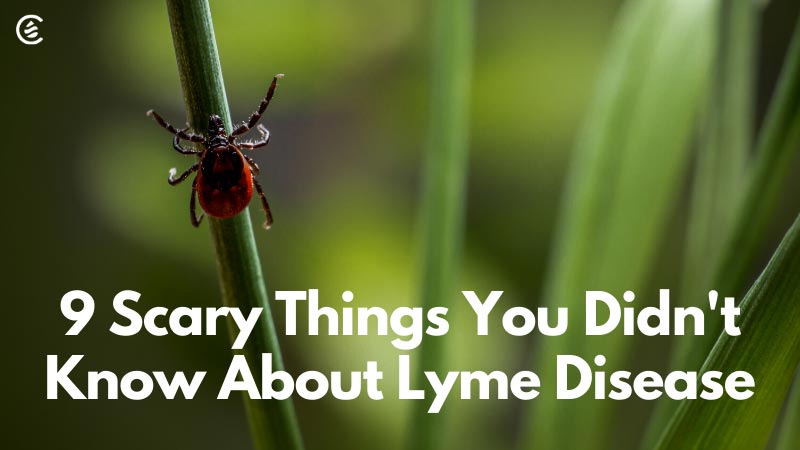 Cedarcide Blog Post Image, 9 Scary Things You Didn't Know About Lyme Disease
