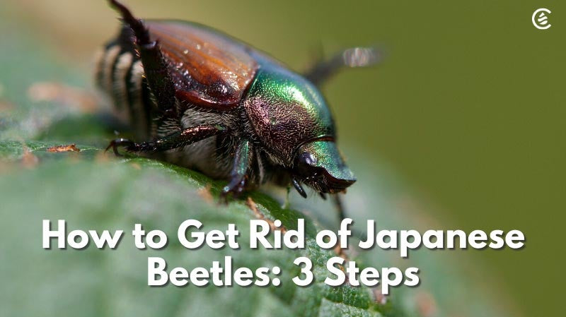 Cedarcide Blog Post Image, How to Get Rid of Japanese Beetles