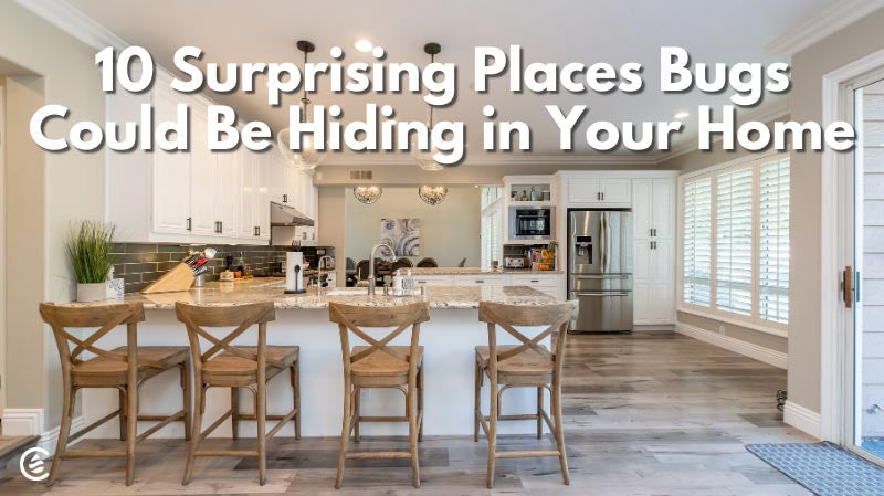 Cedarcide Blog Post Image, 10 Surprising Places Bugs Could Be Hiding in Your Home