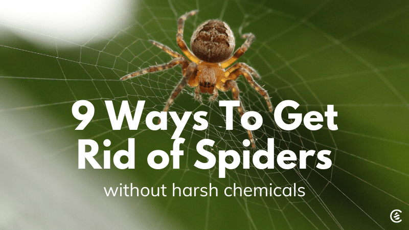 Cedarcide Blog Post Image, 9 Ways To Get Rid of Spiders Without Harsh Chemicals
