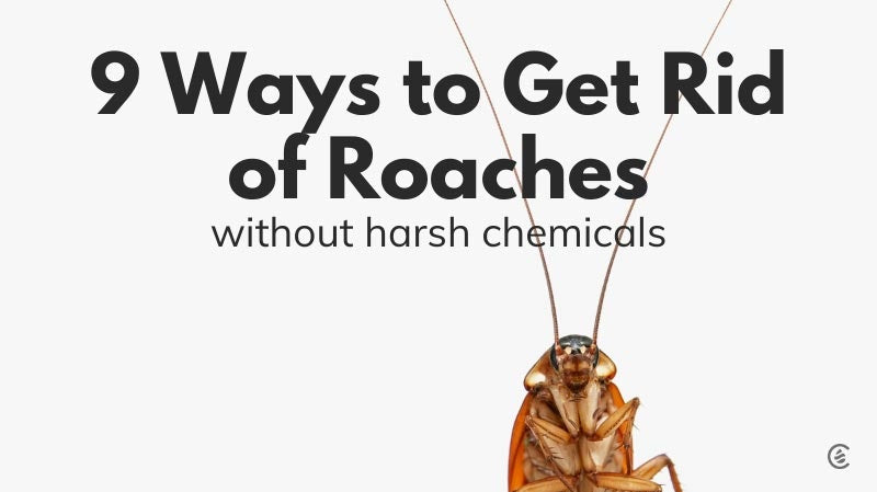 Cedarcide Blog Post Image, 9 Ways To Get Rid of Roaches Without Harsh Chemicals