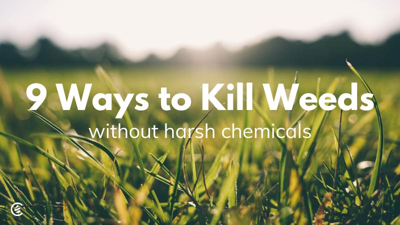 9 Ways to Kill Weeds Without Harmful Chemicals