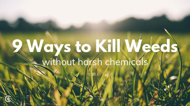 9 Ways to Kill Weeds Without Harmful Chemicals