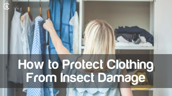 Cedarcide Blog Post Image, How to Protect Clothing from Insect Damage