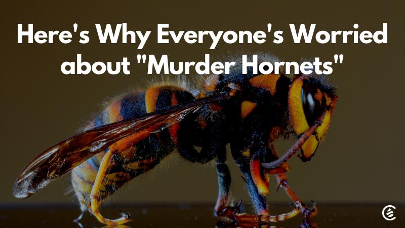Cedarcide Blog Post Image, Here's Why Everyone's Worried about "Murder Hornets."