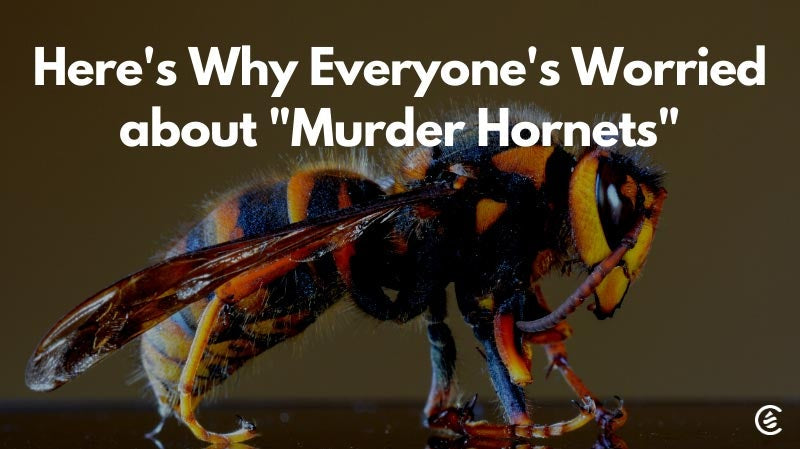 Cedarcide Blog Post Image, Here's Why Everyone's Worried about "Murder Hornets."