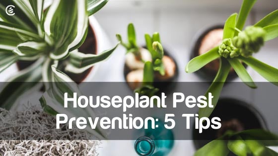 Cedarcide Blog Post Image, Houseplant Pest Prevention: 5 Tips