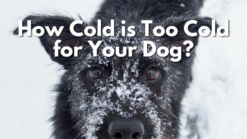 Cedarcide Blog Post Image, How Cold is Too Cold for Your Dog?