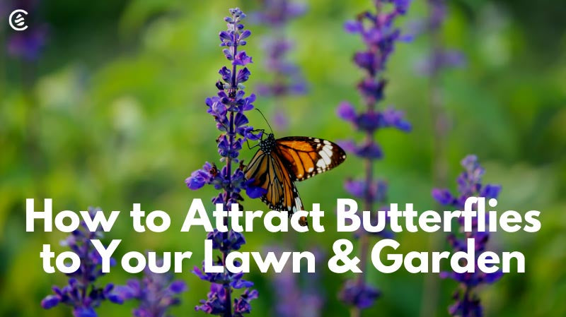 Cedarcide Blog Post Image, How to Attract Butterflies to Your Lawn & Garden