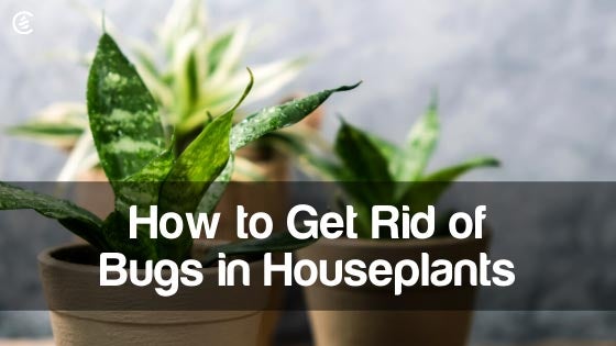 Cedarcide Blog Post Image, How to Get Rid of Bugs in Houseplants