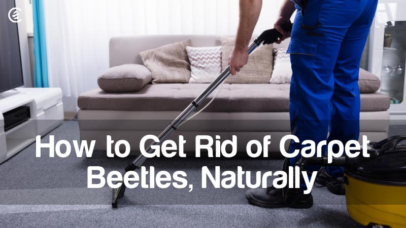 Cedarcide Blog Post Image, How to Get Rid of Carpet Beetles, Naturally