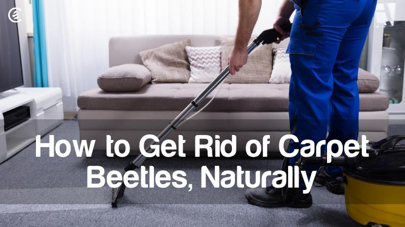 Cedarcide Blog Post Image, How to Get Rid of Carpet Beetles, Naturally