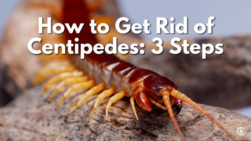 Cedarcide Blog Post Image: How to Get Rid of Centipedes: 3 Steps