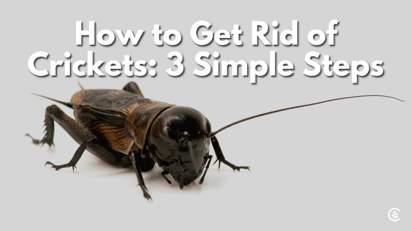 Learn How to Get Rid of Crickets at Home