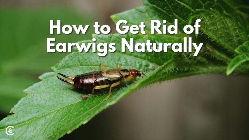 Cedarcide Blog Post Image, How to Get Rid of Earwigs Naturally