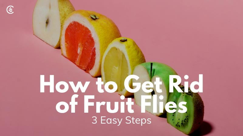 Cedarcide Blog Post Image, How to Get Rid of Fruit Flies: 3 Easy Steps