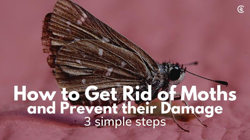 Cedarcide Blog Post Image, How to Get Rid of Moths and Prevent their Damage: 3 Steps