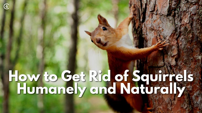 Cedarcide Blog Post Image, How to Get Rid of Squirrels Humanely and Naturally