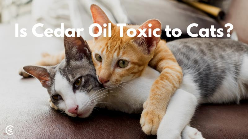 Cedarcide Blog Post Image, Is Cedar Oil Toxic to Cats?