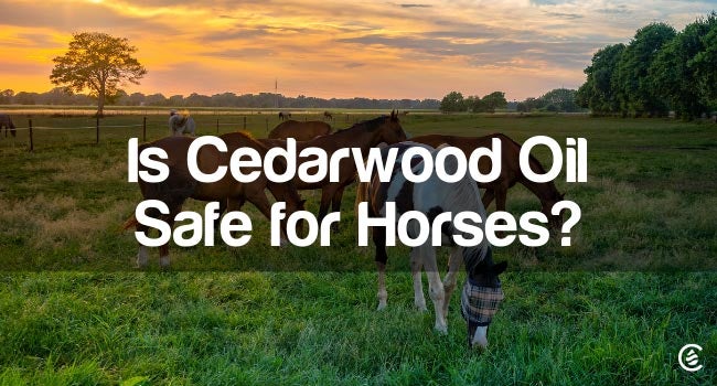 Cedarcide Blog Post Image, Is Cedarwood Oil Safe for Horses?