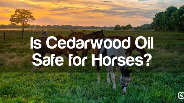 Cedarcide Blog Post Image, Is Cedarwood Oil Safe for Horses?