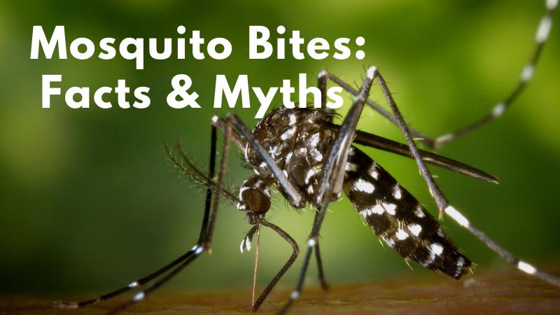 The Truth Behind Common Mosquito Bite Myths | Cedarcide