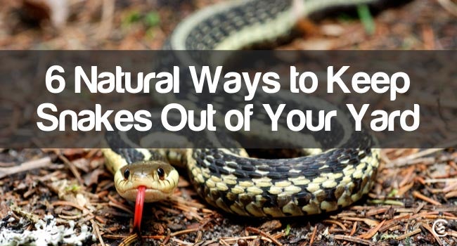 How to Keep Snakes out of Your Yard Naturally | Cedarcide