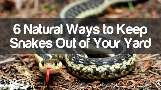 Cedarcide Blog Post Image, 6 Natural Ways to Keep Snakes Out of Your Yard