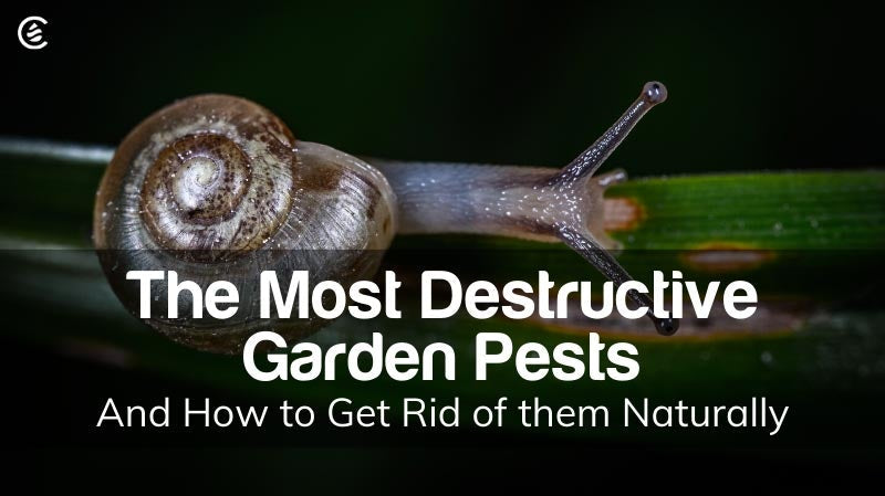 Cedarcide Blog Post Image, The Most Destructive Garden Pests & How to Get Rid of them Naturally