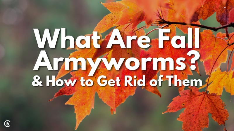 Cedarcide Blog Post Image, What are Fall Armyworms & How to Get Rid of Them