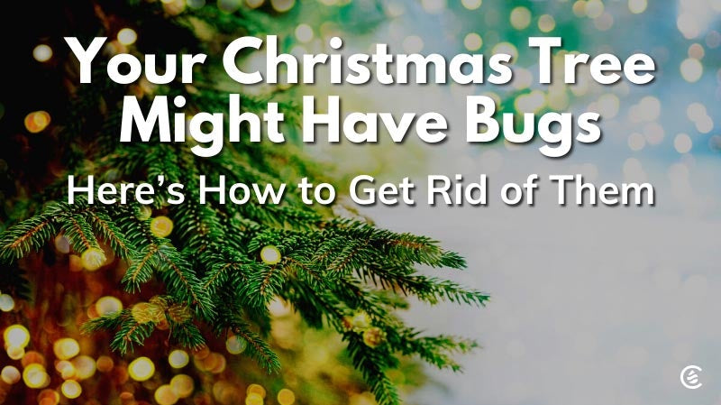 Cedarcide Blog Post Image, Your Christmas Tree Might Have Bugs, Here's How to Get Rid of Them