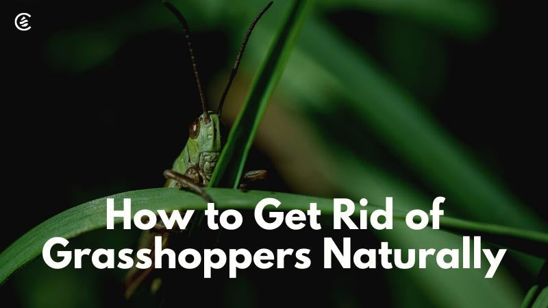 Cedarcide Blog Post Image, How to Get Rid of Grasshoppers Naturally