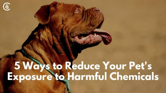 Cedarcide Blog Post Image, 5 Ways to Reduce Your Pet's Exposure to Harmful Chemicals