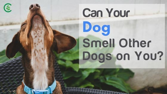 Cedarcide Blog Post Image, Can Your Dog Really Smell Other Dogs on You?