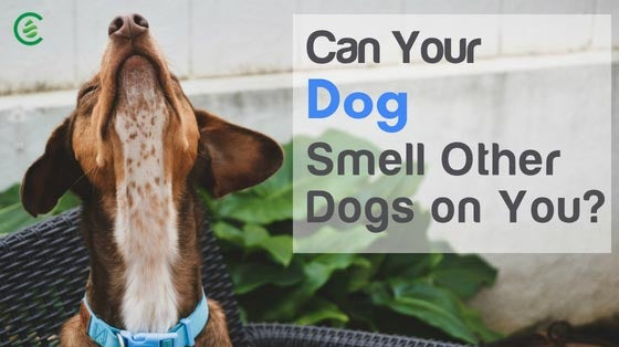 Cedarcide Blog Post Image, Can Your Dog Really Smell Other Dogs on You?