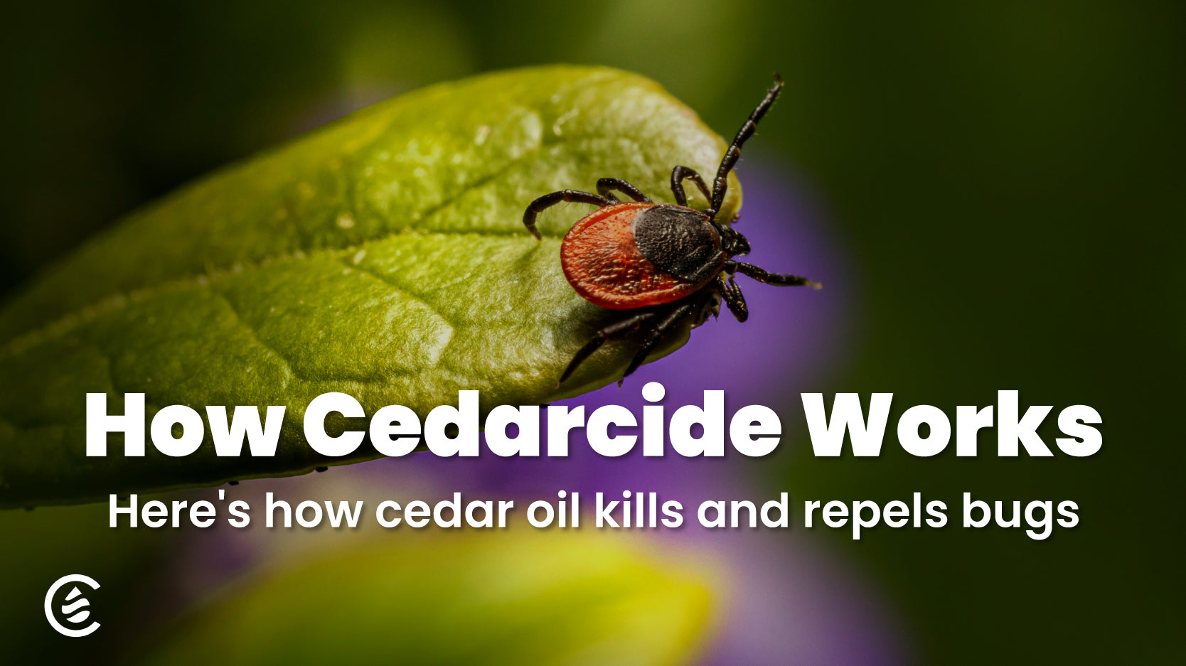 Cedarcide Blog Post Image, How Cedar Oil Kills Bugs