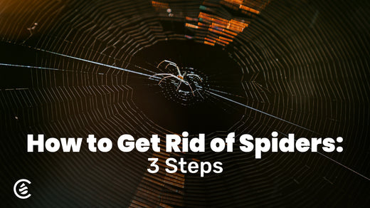 Cedarcide Blog Post Image, How to Get Rid of Spiders: 3 Steps