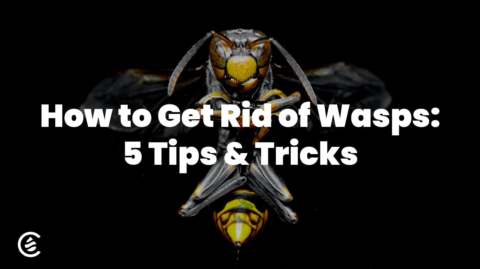 Cedarcide Blog Post Image, 5 Tips for Keeping Wasps Out of Your Yard