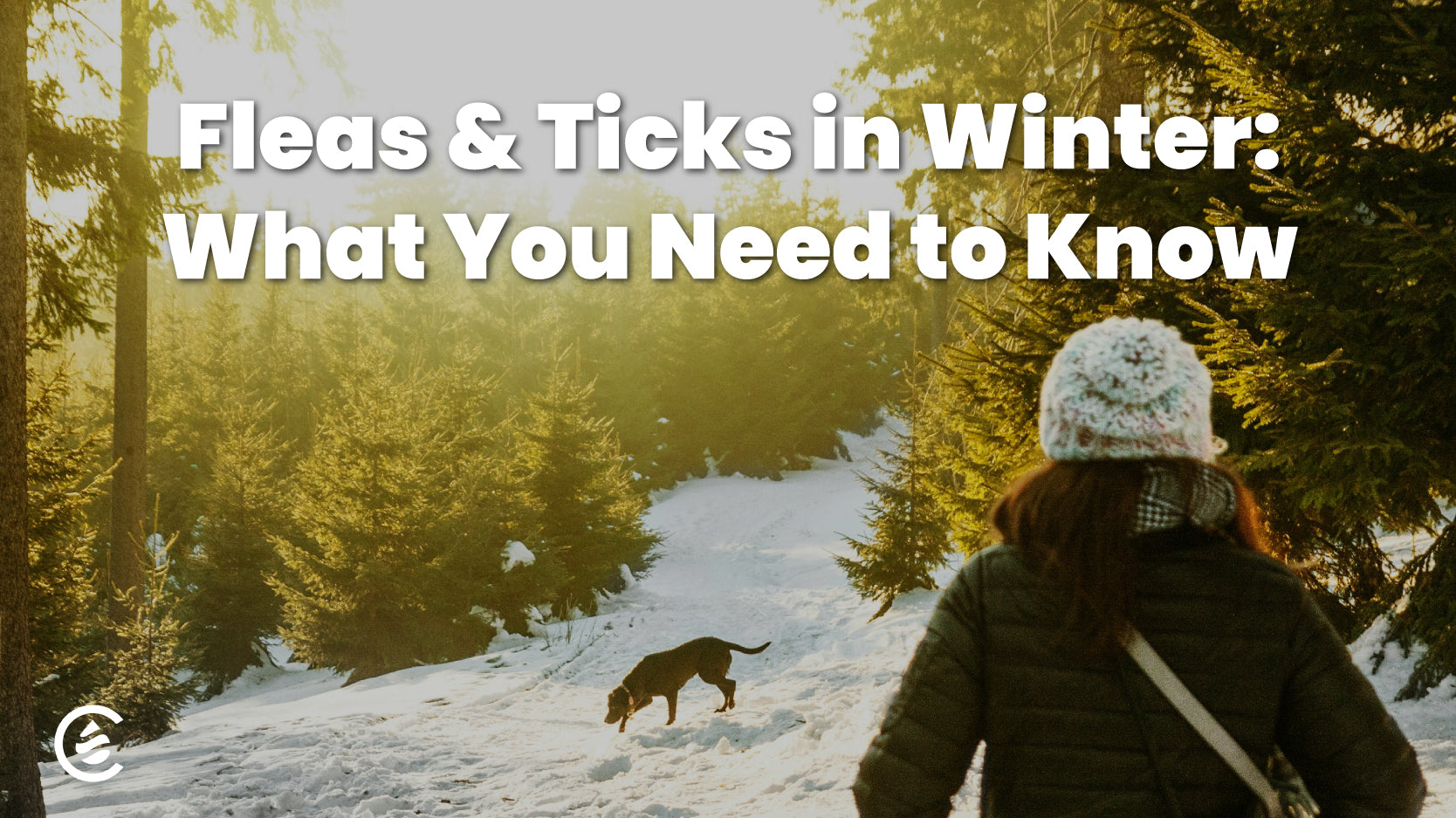 Cedarcide Blog Post Image, Do Fleas and Ticks Survive the Winter?