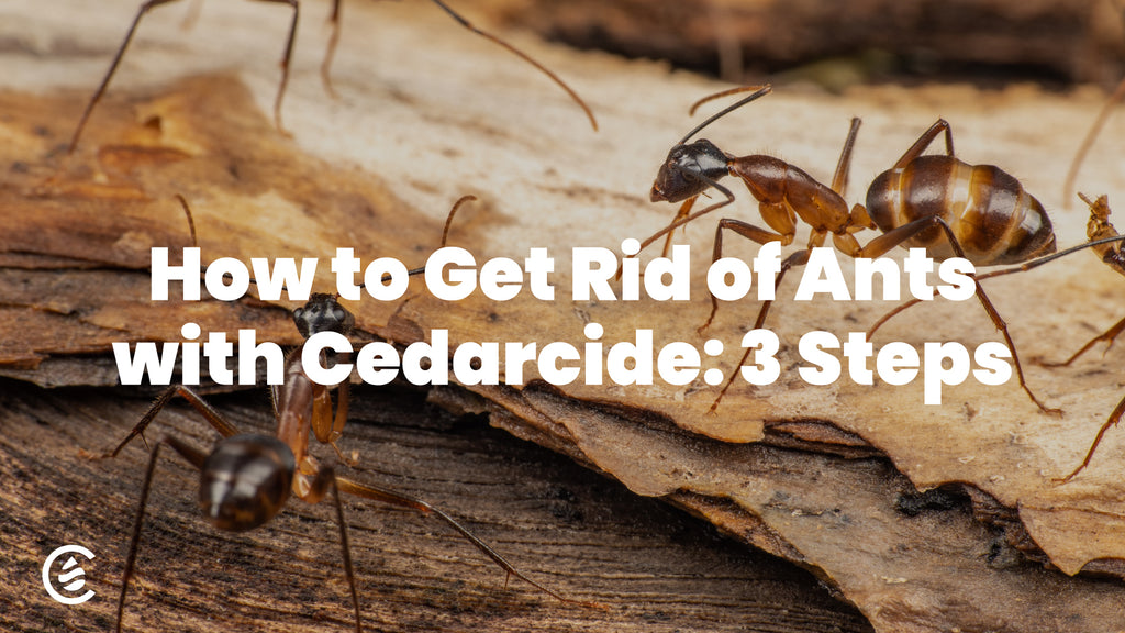 Cedarcide Blog Post Image, How to Get Rid of Ants with Cedarcide: 3 Simple Steps