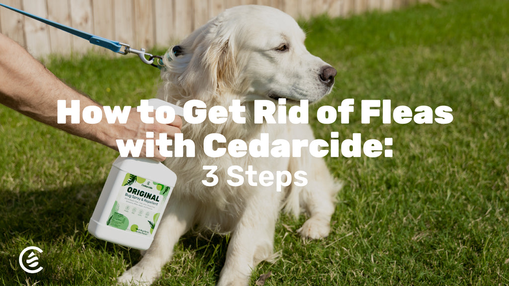 Cedarcide Blog Post Image, How to Get Rid of Fleas with Cedarcide: 3 Steps