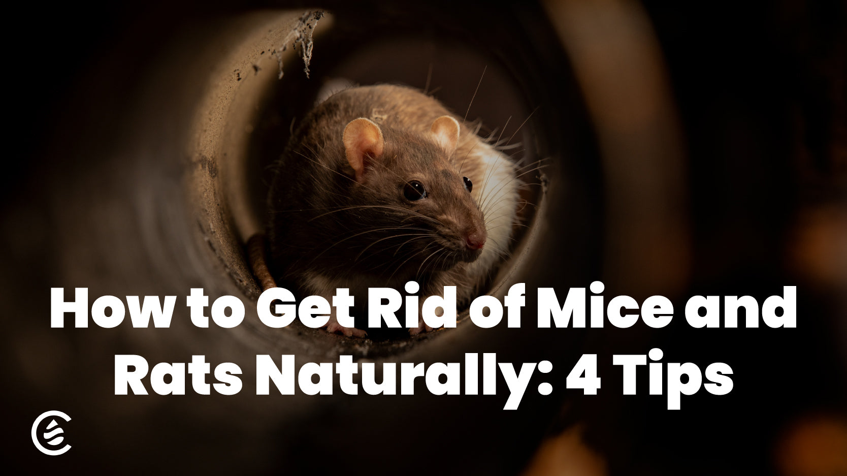 Cedarcide Blog Post Image, Easy, Natural Rodent Control: 4 Steps