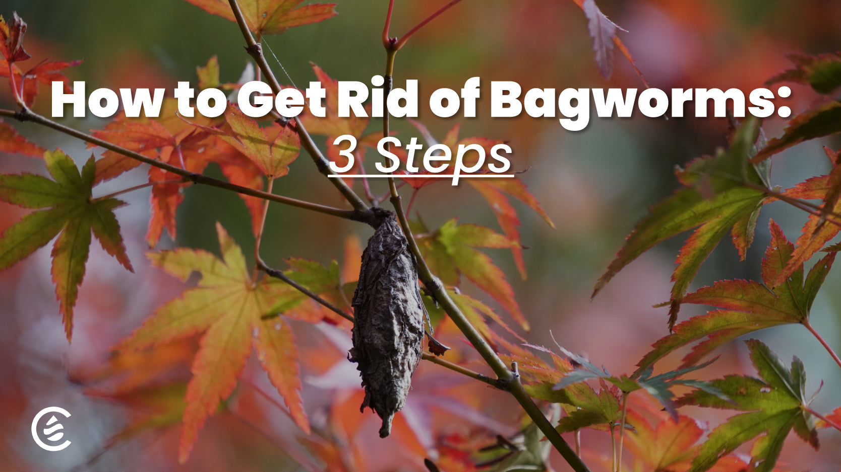 How to Get Rid of Bagworms in 3 Simple Steps | Cedarcide