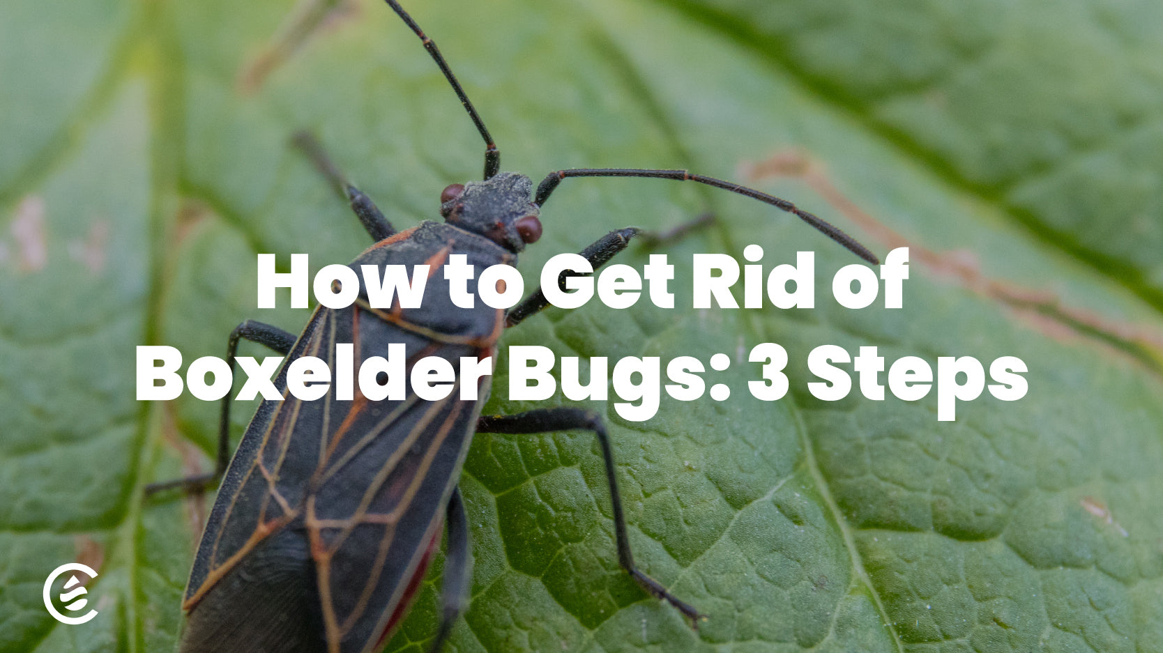 Cedarcide Blog Post Image, Hot to Get Rid of Boxelder Bugs: 3 Steps