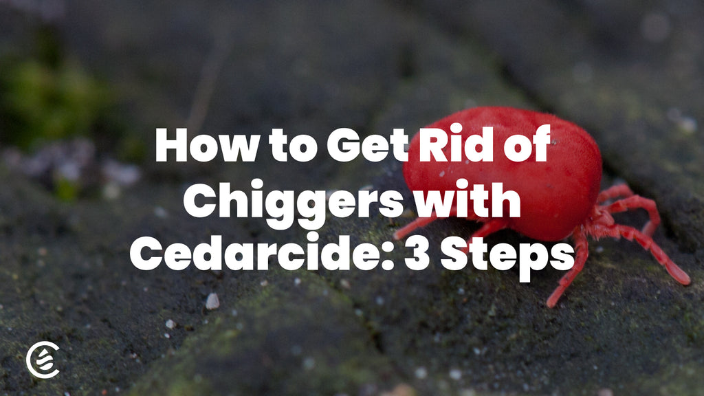 Cedarcide Blog Post Image, How to Get Rid of Chiggers with Cedarcide: 3 Steps