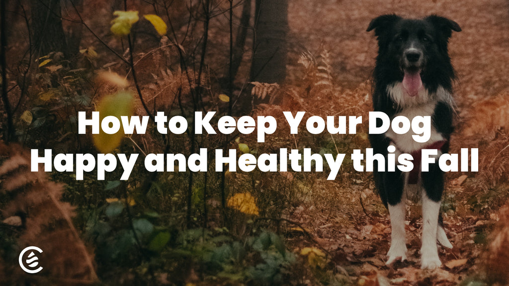 Cedarcide Blog Post Image, How to Keep Your Dog Happy and Healthy This Fall