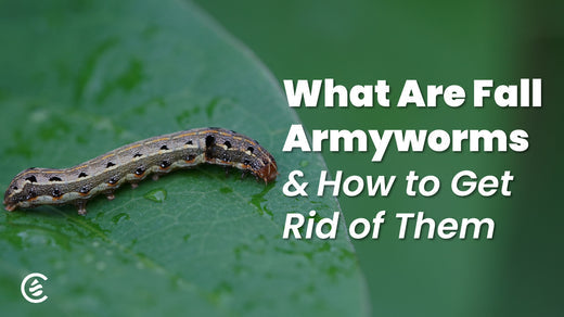 Cedarcide Blog Post Image, What are Fall Armyworms & How to Get Rid of Them